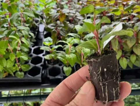 Fuchsia Blacky 20 Seeds