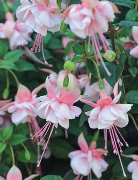 Fuchsia Southgate 20 Seeds