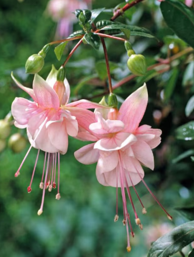 Fuchsia Southgate 20 Seeds