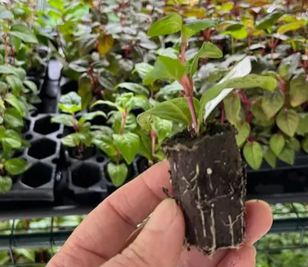 Fuchsia Southgate 20 Seeds
