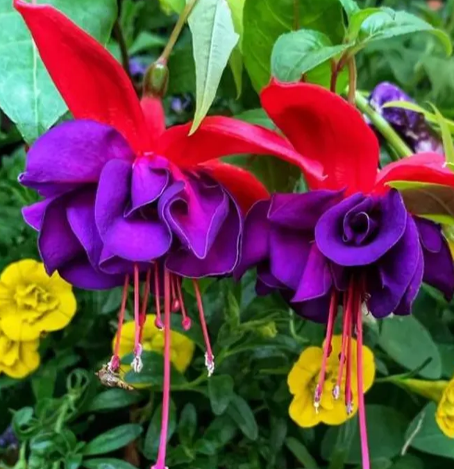 Fuchsia Dark Eyes 20 Seeds