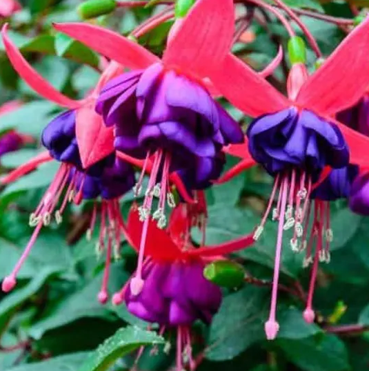 Fuchsia Dark Eyes 20 Seeds