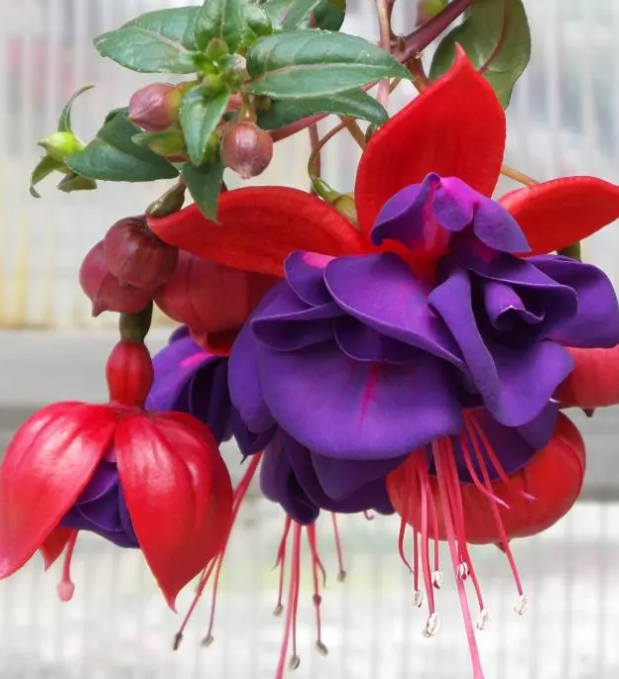 Fuchsia Dark Eyes 20 Seeds