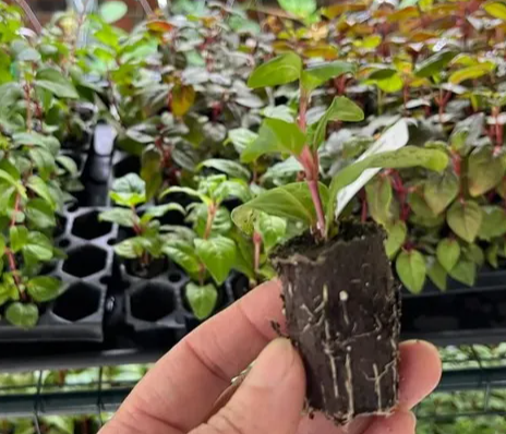 Fuchsia Dark Eyes 20 Seeds