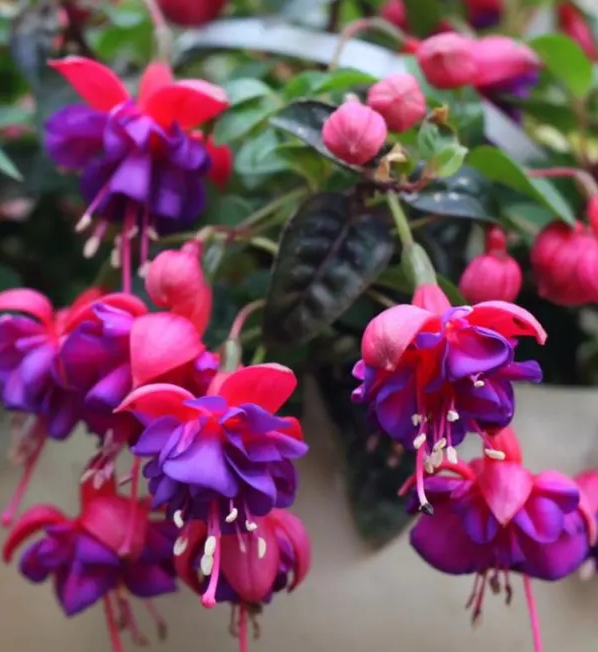 Fuchsia  Dollar Princess 20 Seeds