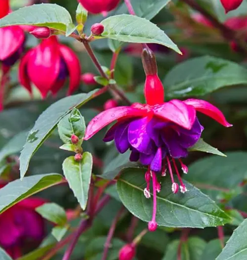 Fuchsia  Dollar Princess 20 Seeds