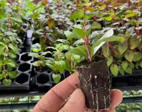 Fuchsia  Dollar Princess 20 Seeds