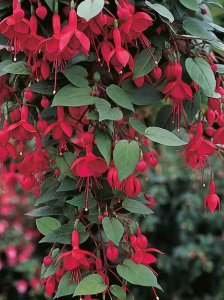Fuchsia Marinka 20 Seeds