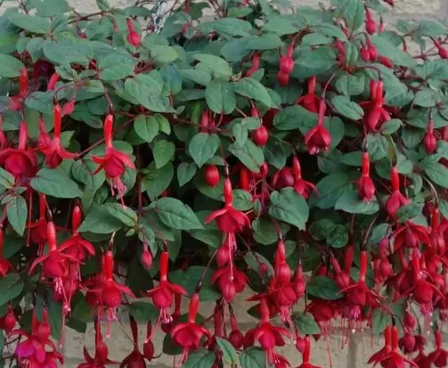 Fuchsia Marinka 20 Seeds