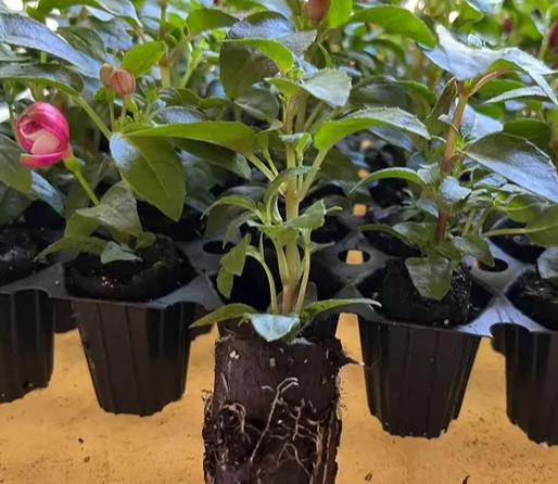 Fuchsia Marinka 20 Seeds