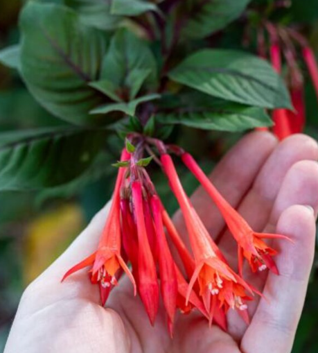 Fuchsia Gartenmeister - Tubular Coral - 20 Seeds