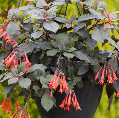 Fuchsia Gartenmeister - Tubular Coral - 20 Seeds