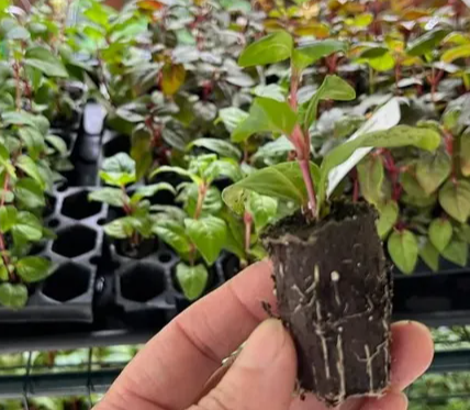 Fuchsia Gartenmeister - Tubular Coral - 20 Seeds