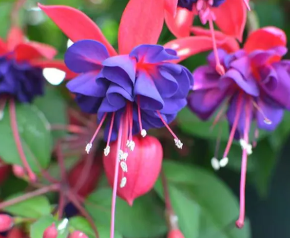 Fuchsia Blue Eyes 20 Seeds