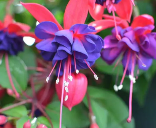 Fuchsia Blue Eyes 20 Seeds