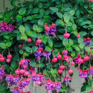 Fuchsia Blue Eyes 20 Seeds