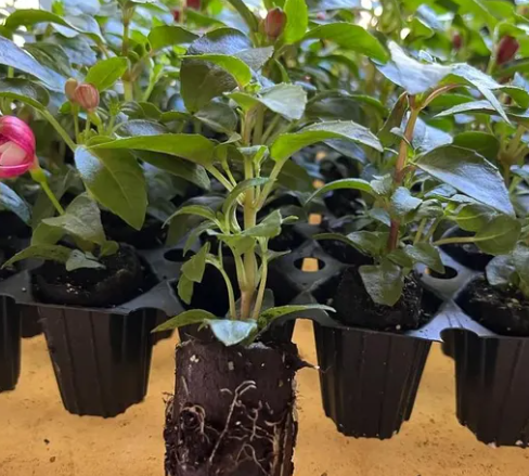 Fuchsia Blue Eyes 20 Seeds