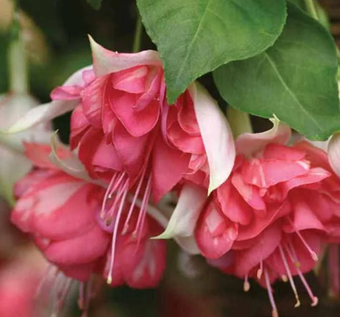 Fuchsia Peachy 20 Seeds