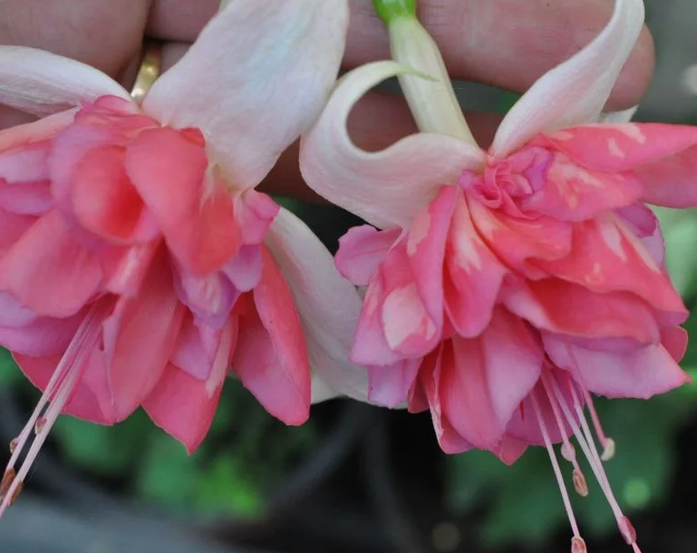 Fuchsia Peachy 20 Seeds