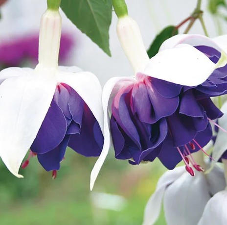 Fuchsia Deep Purple 20 Seeds