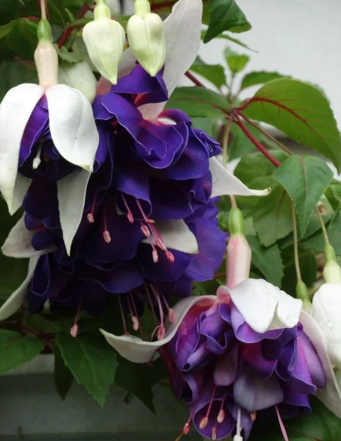 Fuchsia Deep Purple 20 Seeds