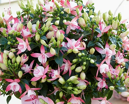 Fuchsia Bella Sofia 20 Seeds