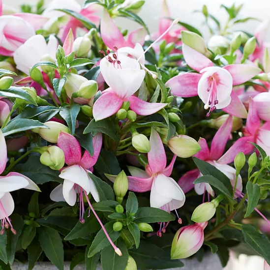 Fuchsia Bella Sofia 20 Seeds