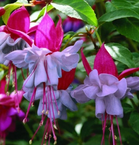 Fuchsia Heidi Anna 20 Seeds