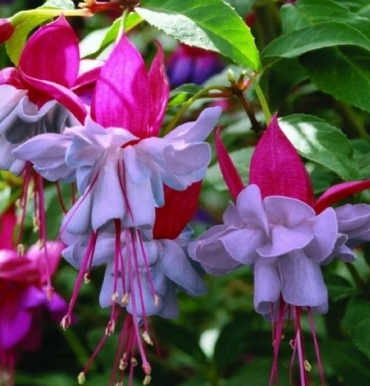 Fuchsia Heidi Anna 20 Seeds