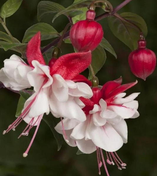 Fuchsia Swingtime 20 Seeds