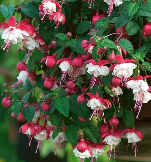 Fuchsia Swingtime 20 Seeds