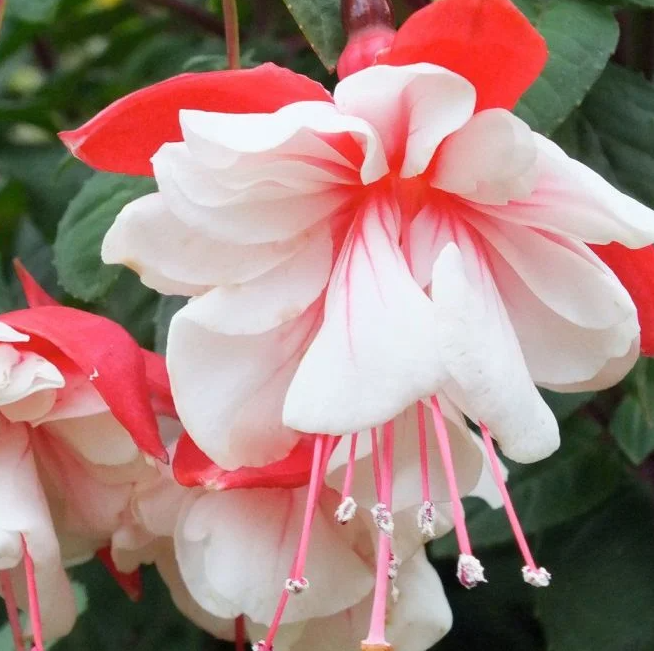 Fuchsia Swingtime 20 Seeds