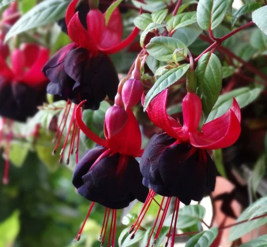 Fuchsia Millennium 20 Seeds