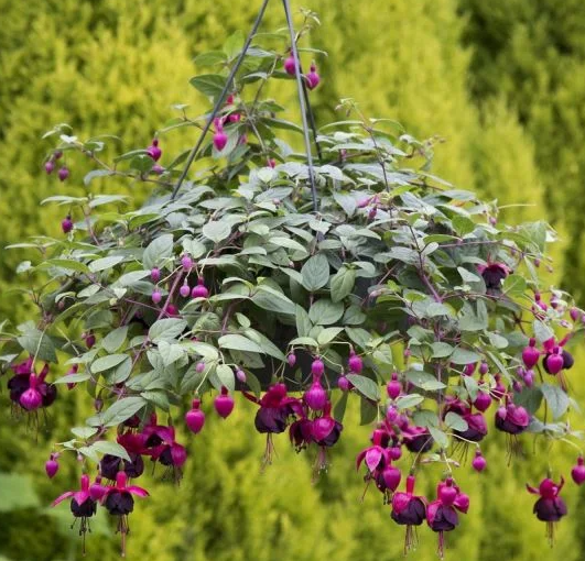 Fuchsia Millennium 20 Seeds