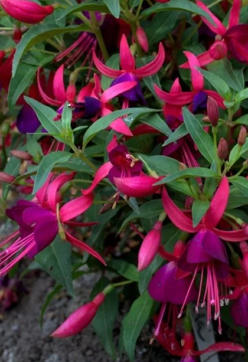 Fuchsia Bella Soila 20 Seeds