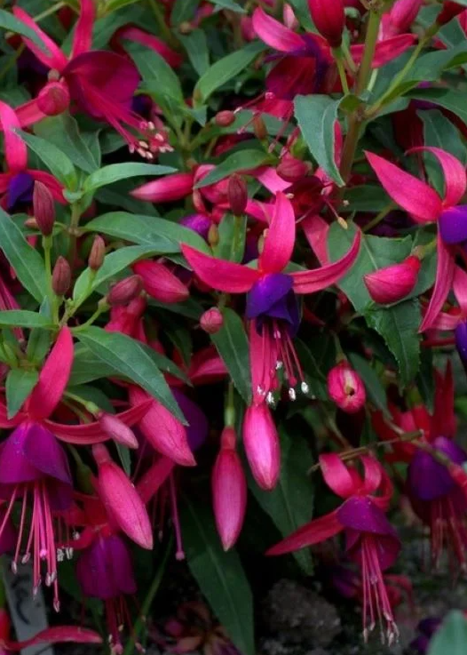 Fuchsia Bella Soila 20 Seeds