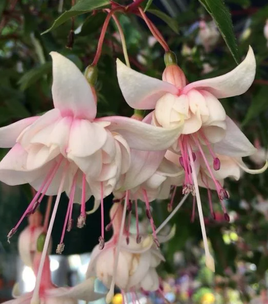 Fuchsia Harry Gray 20 Seeds