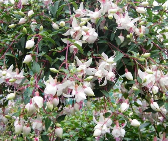 Fuchsia Harry Gray 20 Seeds