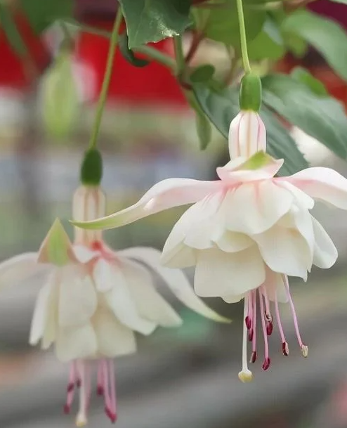 Fuchsia Harry Gray 20 Seeds