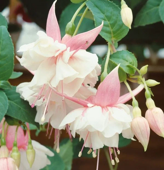 Fuchsia Leonita Double Pink-White 20 Seeds