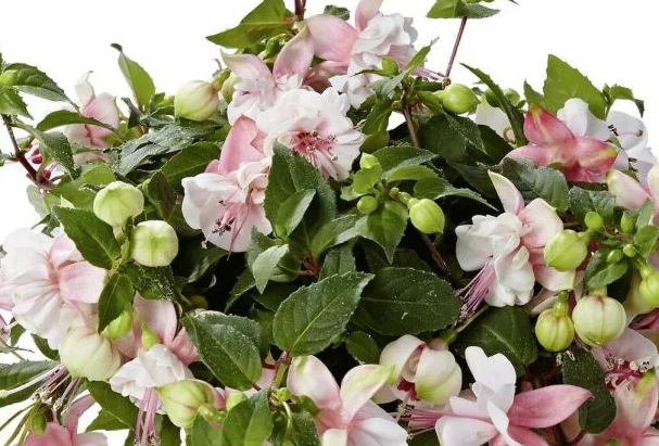 Fuchsia Leonita Double Pink-White 20 Seeds