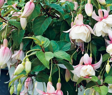 Fuchsia Annabelle 20 Seeds