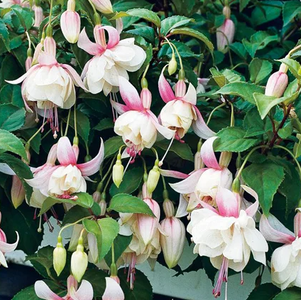 Fuchsia Annabelle 20 Seeds