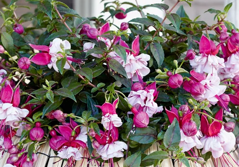 Fuchsia Bella Julia 20 Seeds