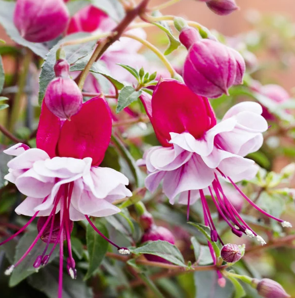 Fuchsia Bella Julia 20 Seeds