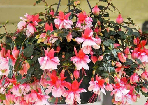 Fuchsia El Camino 20 Seeds
