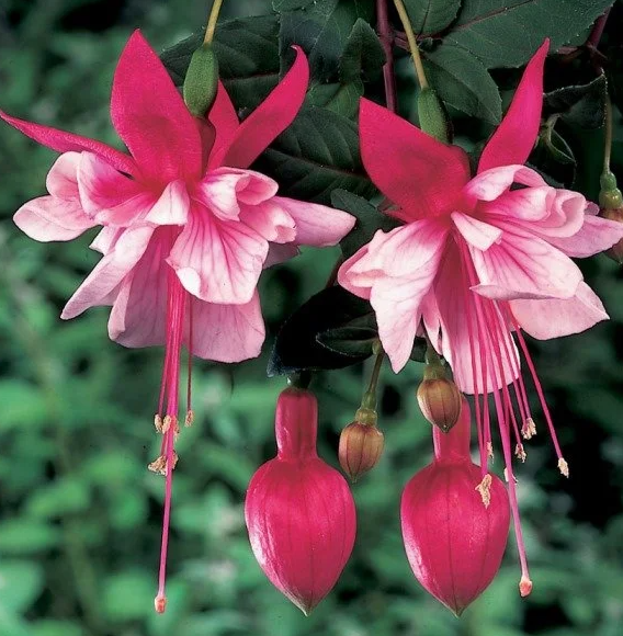 Fuchsia El Camino 20 Seeds