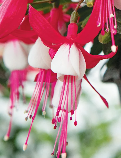 Fuchsia Bella Evita 20 Seeds