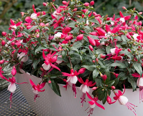 Fuchsia Bella Evita 20 Seeds