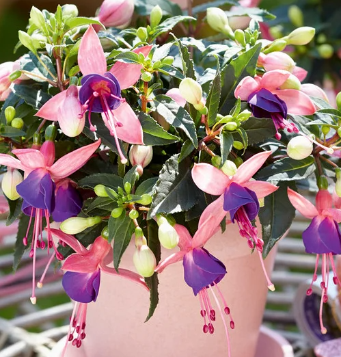 Fuchsia Bella Mariska 20 Seeds